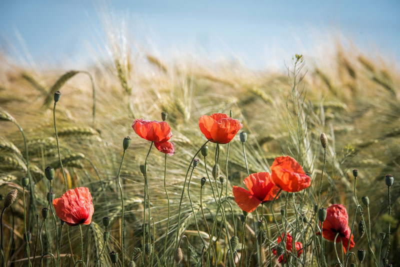 production-respectueuse-environnement